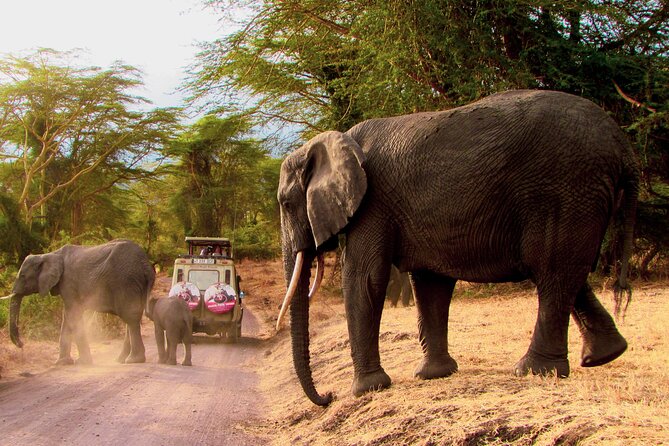 Serengeti & Ngorongoro 3 Days Budget Safari - Camping Safari Reality Check at Simba Campsite