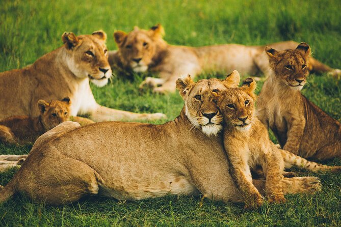 Serengeti & Ngorongoro 3 Days Budget Safari - Animal Spotting Tips That Match This Itinerary