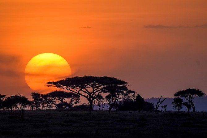 Serengeti & Ngorongoro 3 days Fly Safari in from Zanzibar - The Safari Vehicle, Guides, and Included Meals That Keep It Comfortable