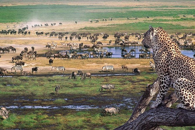 Serengeti & Ngorongoro 3 days Fly Safari in from Zanzibar - Practical Tips Before You Go (So the Schedule Feels Easy)