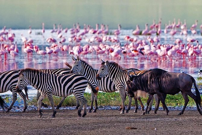 Serengeti & Ngorongoro 3 days Fly Safari in from Zanzibar - Should You Book This 3-Day Fly Safari From Zanzibar?
