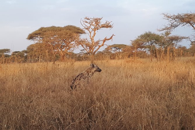 serengeti & ngorongoro 3 days private tour - Day 3 Ngorongoro rhino hunt: why the black rhino part is worth the effort