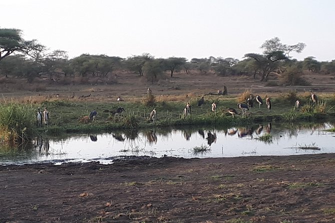 serengeti & ngorongoro 3 days private tour - Meals and camping gear: what the included setup means for real travelers
