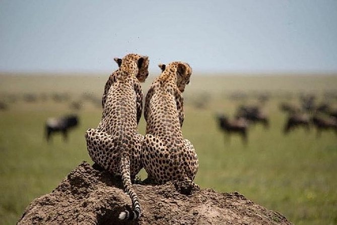 serengeti & ngorongoro 3 days private tour - Timing and seasons: wildebeest migration chances in Serengeti