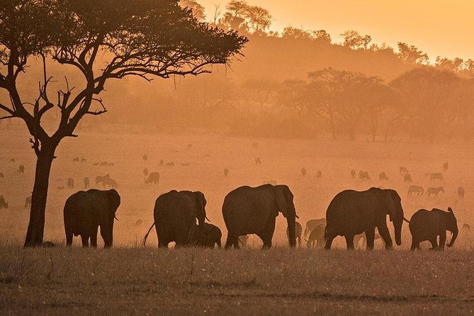 Serengeti & Ngorongoro fly in safari - Day 3 in Ngorongoro Crater: the black rhino search