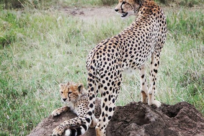 Serengeti & Ngorongoro fly in safari - Meals and the included camping equipment, what it really means for you