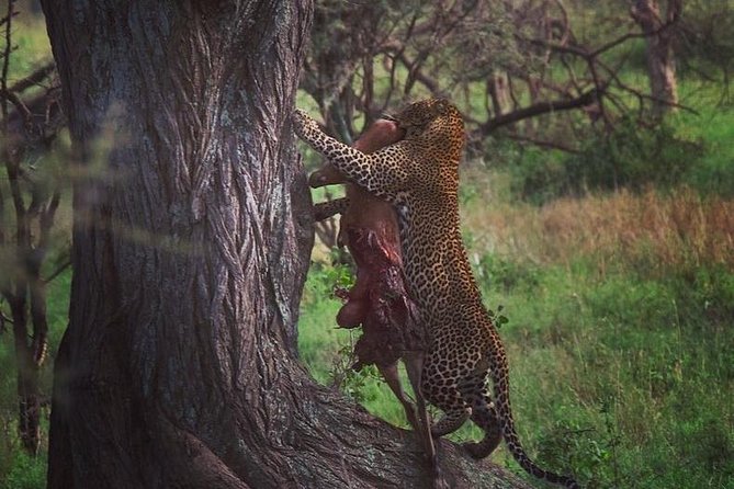 serengeti, ngorongoro & tarangire 5days private tour - Key highlights you can feel on the first day