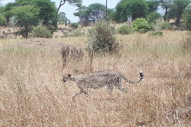 serengeti, ngorongoro & tarangire 5days private tour - Private safari with real humans, not just a vehicle