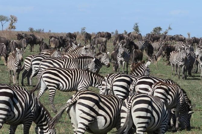 serengeti, ngorongoro & tarangire 5days private tour - What a typical day feels like on this circuit