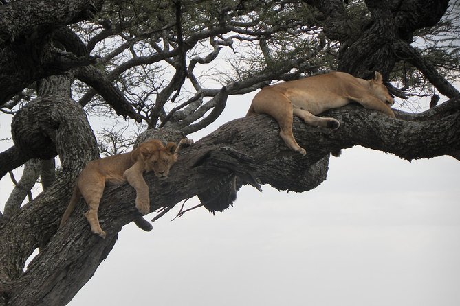 Serengeti Safari with Sirikwa Travel - Day 5 Lake Manyara: birds, flamingos, baboons, and a picnic inside the park