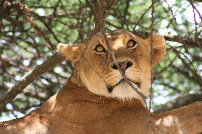 Serengeti Tour – 7Days/6 nights (4 stars accommodations) - Northern Circuit safari from Moshi, built around small-group spotting