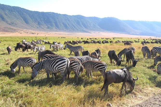Serengeti Tour – 7Days/6 nights (4 stars accommodations) - Tarangire National Park: dry-season water gathers the big herds