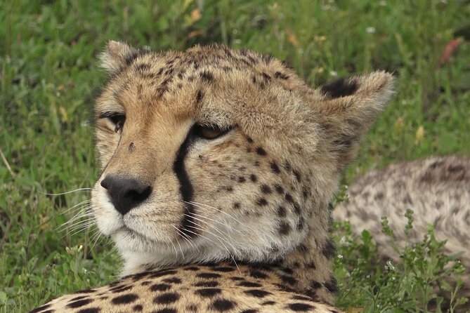 Serengeti Under Canvas - 9 days - Lake Manyara National Park: Birds, Hippos, and Big Wildlife Odds