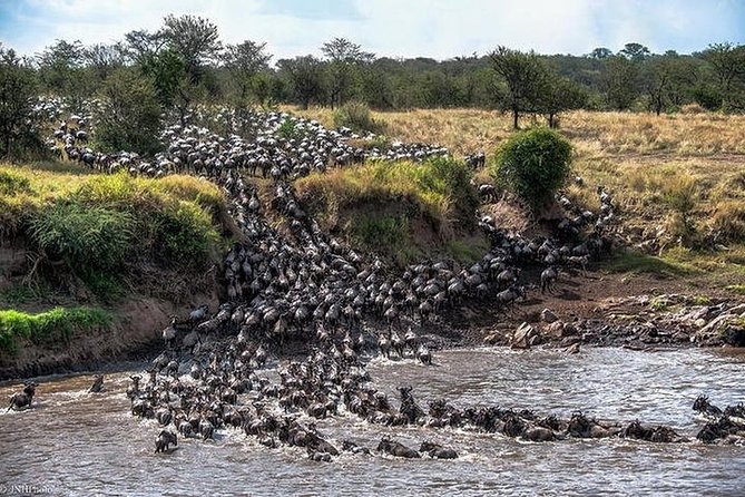 Serengeti Wildebeest Migration. - The Serengeti wildebeest migration, in plain terms