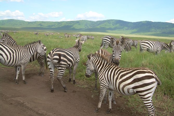 Serengeti Wildebeest Migration. - Southward return through Seronera: lions again, but with different grass
