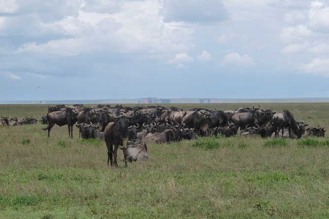 Serengeti Wildebeest Migration. - Tarangire National Park: elephants, baobabs, and an easy first rhythm