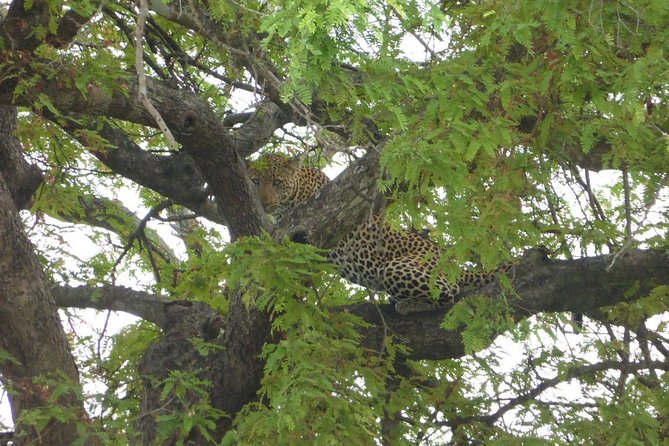 Short Safari from Dar es Salaam to Mikumi National Park - 2 Days - Key reasons this 2-day Mikumi safari is popular