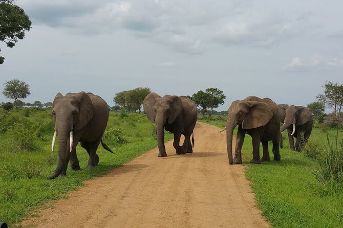Short Safari from Dar es Salaam to Mikumi National Park - 2 Days - Two Days to Mikumi: why this short route works