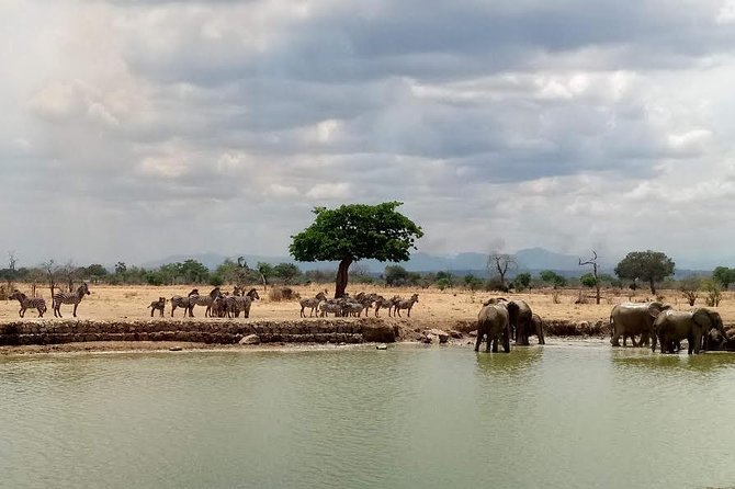 Short Safari from Dar es Salaam to Mikumi National Park - 2 Days - Day 1: 5am pickup, Morogoro drive, and your first wildlife window