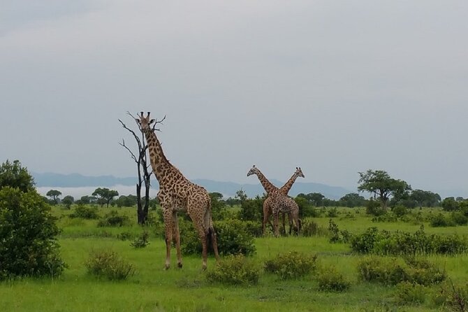 Short Safari from Dar es Salaam to Mikumi National Park - 2 Days - Tanapa Tourist Cottage: sleeping inside the park zone