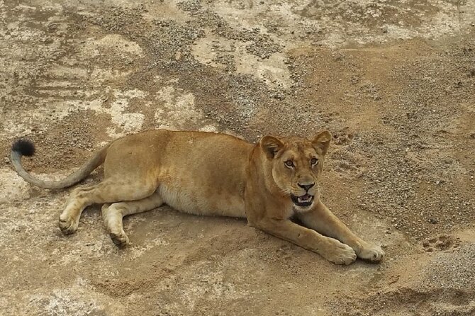 Short Safari from Dar es Salaam to Mikumi National Park - 2 Days - Day 2: early morning drive through 8:30, then sightings until 11:00