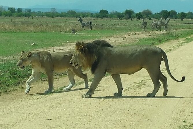 Short Safari from Dar es Salaam to Mikumi National Park - 2 Days - Open-roof viewing and how to get better results