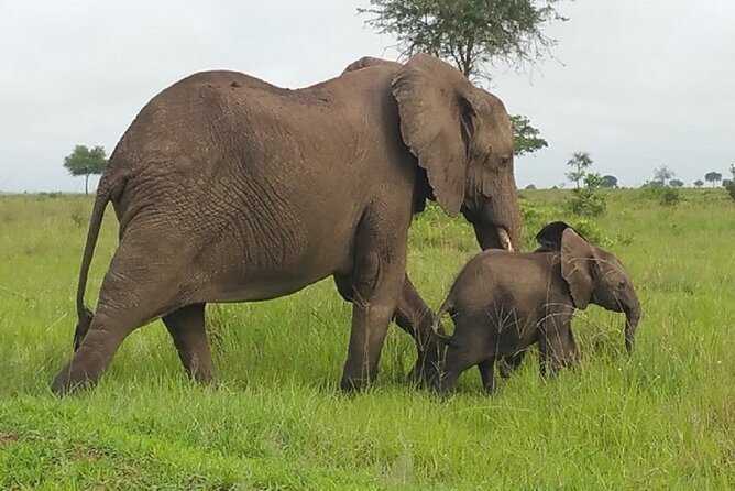Short Safari from Dar es Salaam to Mikumi National Park - 2 Days - Guide style matters: calm driving and clear wildlife explanations