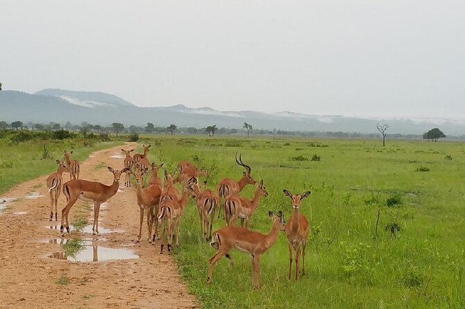 Short Safari from Dar es Salaam to Mikumi National Park - 2 Days - Price and value: what $745 per person really covers