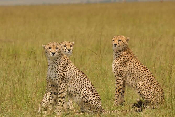 Small Group Serengeti and Ngorongoro Crater Adventure Safari - What makes this small-group setup feel different