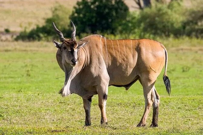 Small Group Serengeti and Ngorongoro Crater Adventure Safari - Tips for getting the best results from your days in Serengeti and Ngorongoro
