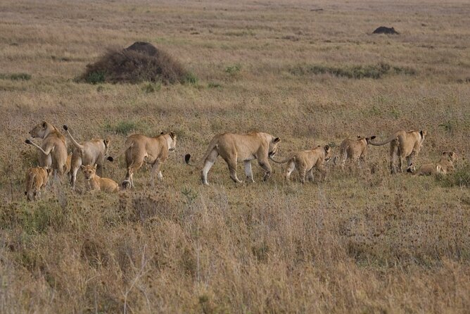 Small Group Serengeti and Ngorongoro Crater Adventure Safari - Who should book this safari, and who might feel the pressure