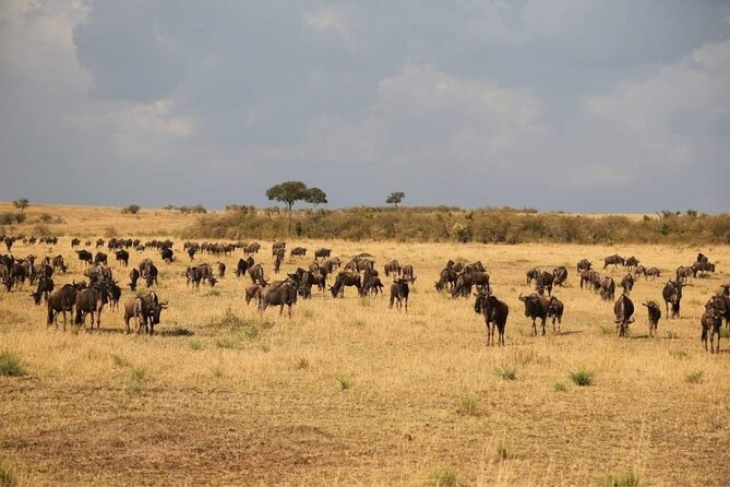 Small Group Serengeti and Ngorongoro Crater Adventure Safari - Day 1 in Arusha: arrival night that sets you up for early starts