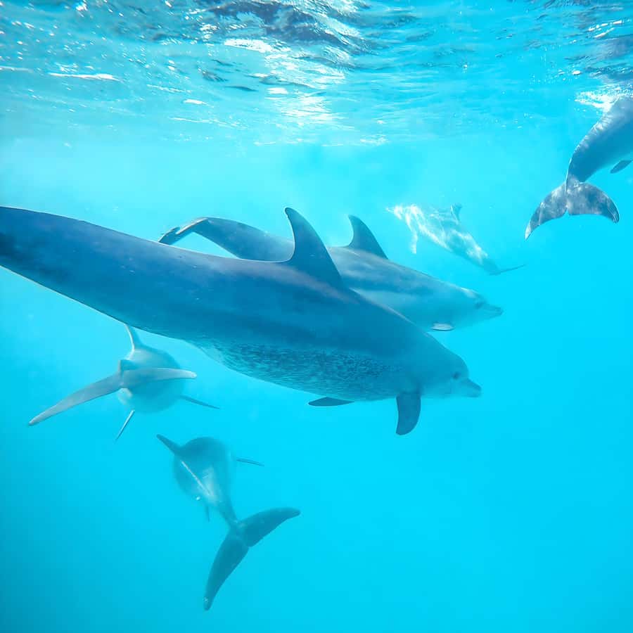 Snorkel Mnemba’s Reefs & Swim with Dolphins Adventure - What actually happens once you reach Mnemba’s water