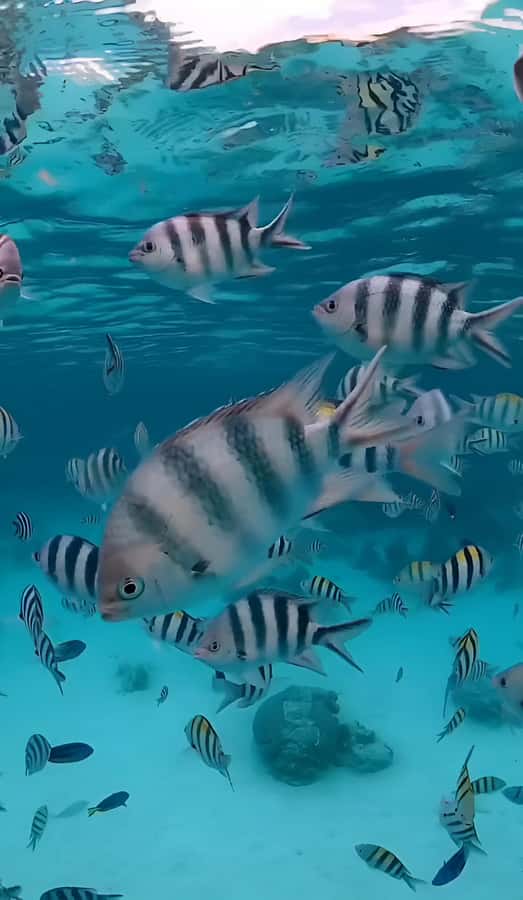 Snorkel Mnemba’s Reefs & Swim with Dolphins Adventure - Who this tour fits best (and who might feel stressed)