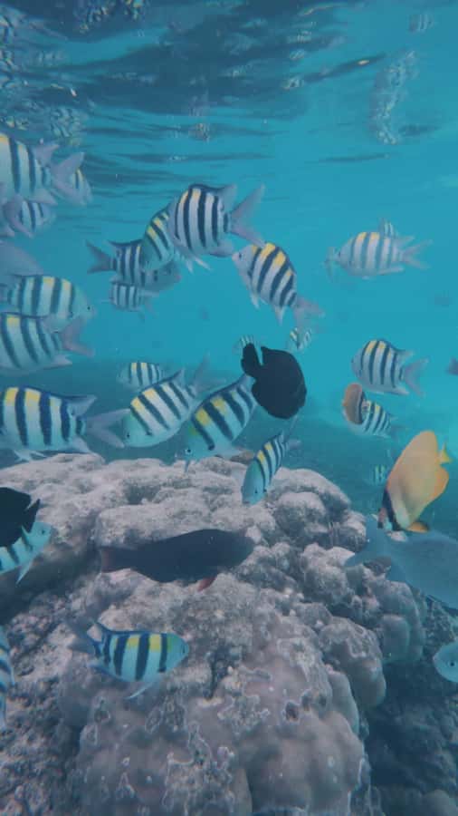 Snorkel Mnemba’s Reefs & Swim with Dolphins Adventure - The route from Muyuni Beach to the reef (and why it matters)