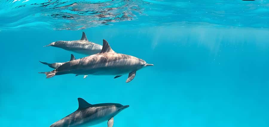Snorkeling and swimming with dolphins in mnemba island - Key bits before you go