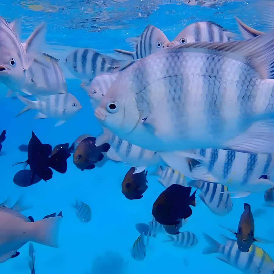 Snorkeling and swimming with dolphins in mnemba island - Mnemba Island for dolphins and reef time, what you are really buying