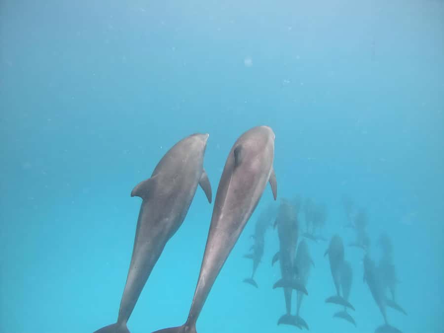 Snorkeling and swimming with dolphins in mnemba island - Snorkeling at Mnemba Atoll: coral, fish, and boat-entry reality