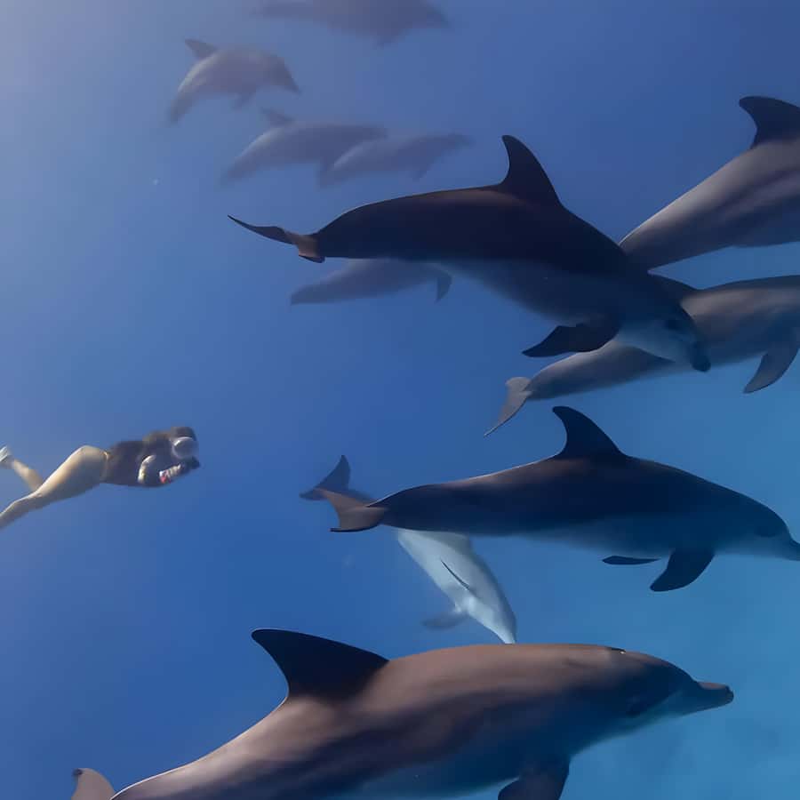 Snorkeling and swimming with dolphins in mnemba island - Photo stops and the sandbank fruit break