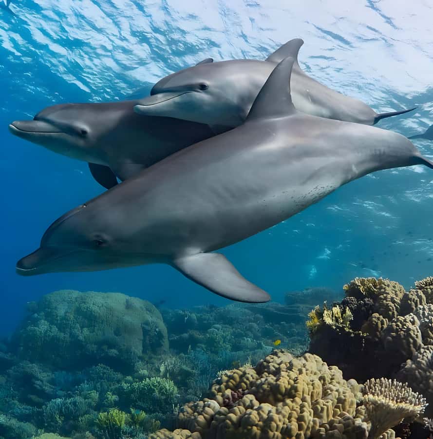 Snorkeling and swimming with dolphins in mnemba island - Getting to the start: pickup options and meeting points in Nungwi and beyond