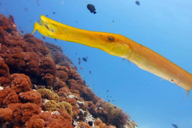 Snorkeling at Mnemba Atoll - The seafood lunch and on-water extras that make the day feel complete
