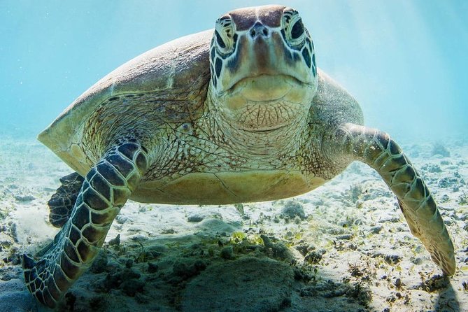 Snorkeling at Mnemba Atoll - Guide energy, music, and the difference between okay and memorable