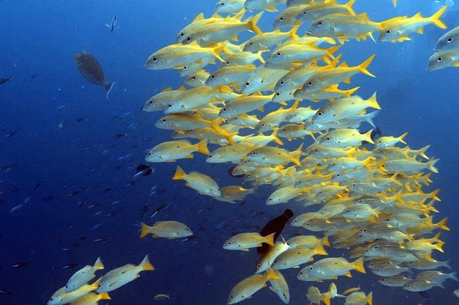 Snorkeling at Mnemba Atoll - The half-day flow: pickup, private boat, snorkeling time