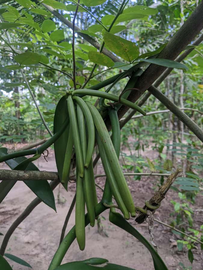 Spice Farm Bike Tour: Pedal Through Aromatic Adventures - Key Things You’ll Remember