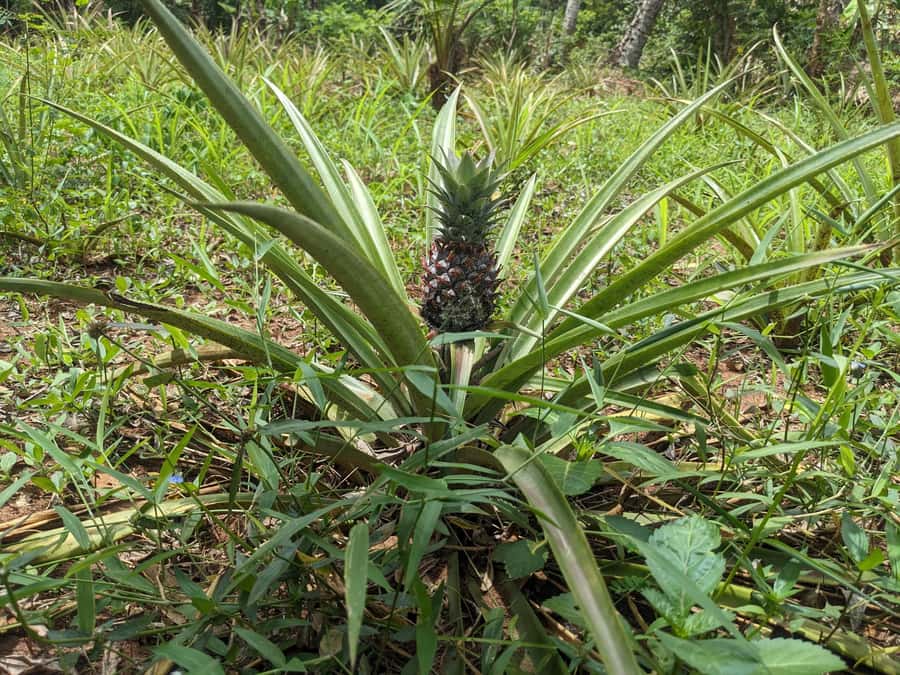 Spice Farm Bike Tour: Pedal Through Aromatic Adventures - Timing, Pickup, and How to Find Your Guide Without Stress