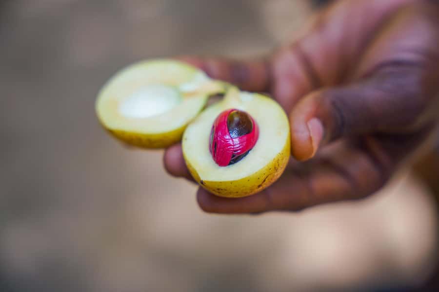 Spice Farm - spice up your life in Zanzibar - Key Highlights You’ll Remember