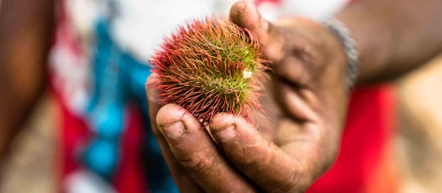 Spice Farm - spice up your life in Zanzibar - Why Zanzibar’s Spice Farms Still Matter