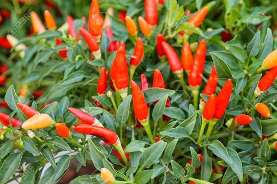 Spice Farm - spice up your life in Zanzibar - Hotel Pickup, Then Out to the Plantations