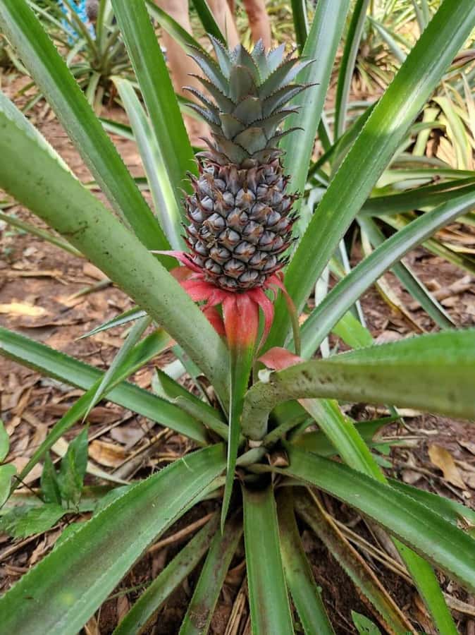 Spice farm,Stone town and Jozani forest tour with lunch - Price and logistics: what $85 really includes, and what you must plan