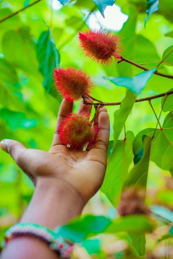 Spice farm,Stone town and Jozani forest tour with lunch - Your guide can make or break the day